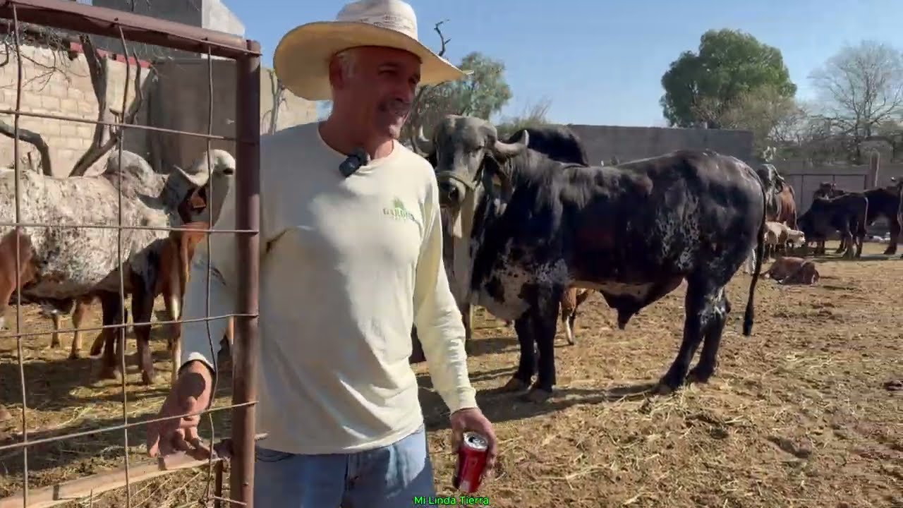 ESTE GANADO YRS ES MUY MANSITO  Y NOSOTROS  NOS A RESULTADO