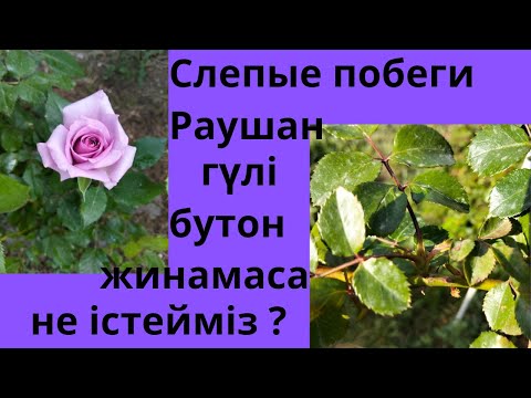 Блять үлкен аналар