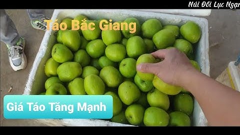 Táo Xuân Tăng Giá Mạnh l  Núi Đồi Lục Ngạn