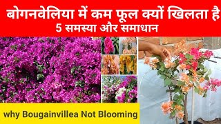 बोगनविलिया के पौधे में फूल क्यों  नही आता है | why bougainvillea not flowering