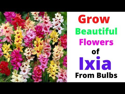 Video: Ixia Plant Info - Mẹo Trồng Cây Hoa Bắp Ngô Châu Phi