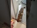 おやつでお風呂におびきよせました #Shorts