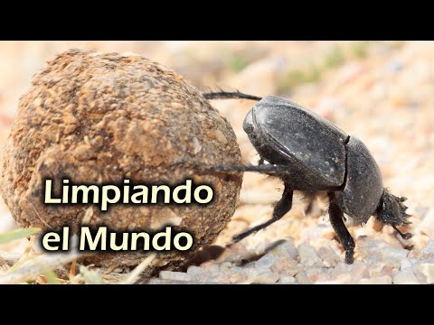 Video: Escarabajo pelotero, vida emocionante