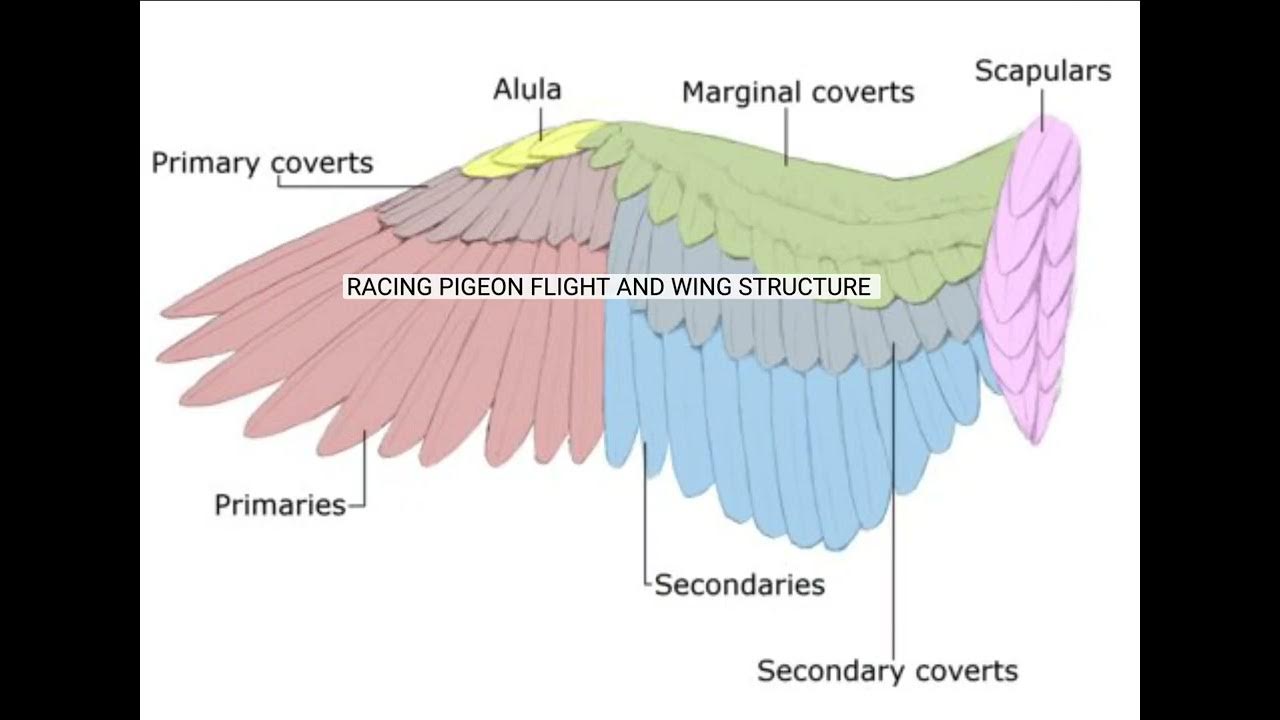 Расположение контурных перьев на теле птицы. Строение крыла птицы анатомия. Крыло птицы строение. Маховые Крылья птиц строение. Крыло птицы строение оперения.
