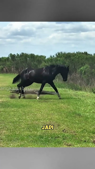 2000 Pon Kekuatan Tendangan Kuda! #faktahewan  #shortsviral