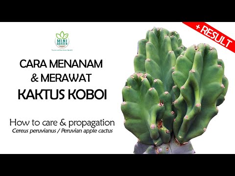 Video: Apa Itu Kaktus Kolom: Menanam Kaktus Apel Peru Di Taman