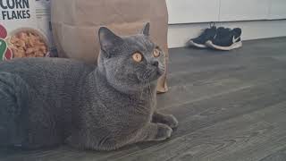 Are you thinking of buying a British Shorthair Cat?