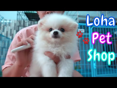 Video Loha Pet Shop Bán chó phốc sóc mini (pomeranian) màu... - youtube