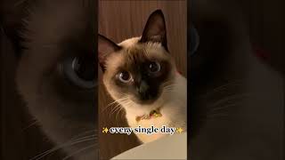 so cuteeeeee#shorts #shortvideo #shortsfeed #siamese #cat #funnycats