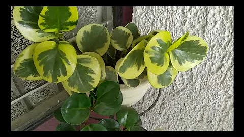 tour por mi jardn /Les muestro mi jardn en macetas