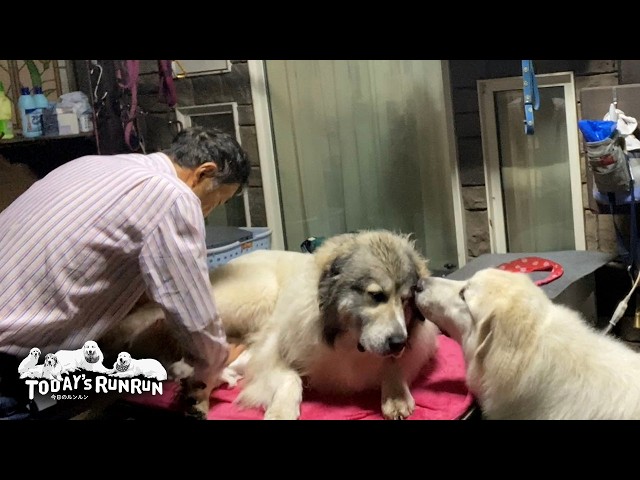 雨上がりに遊び泥だらけで家に入れないベルとリリーです　Great Pyrenees　グレートピレニーズ