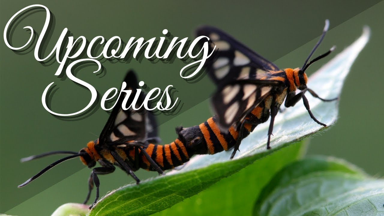 INSECTS OF BORNEO | UPCOMING SERIES | YCLEE PHOTOGRAHY