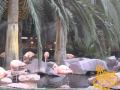 Flamingos at Flamingo Casino and Hotel - Las Vegas - YouTube