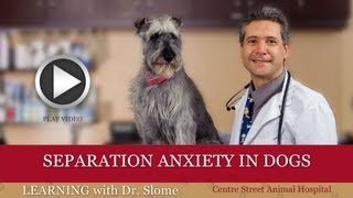 Episode 4: Separation Anxiety in Dogs