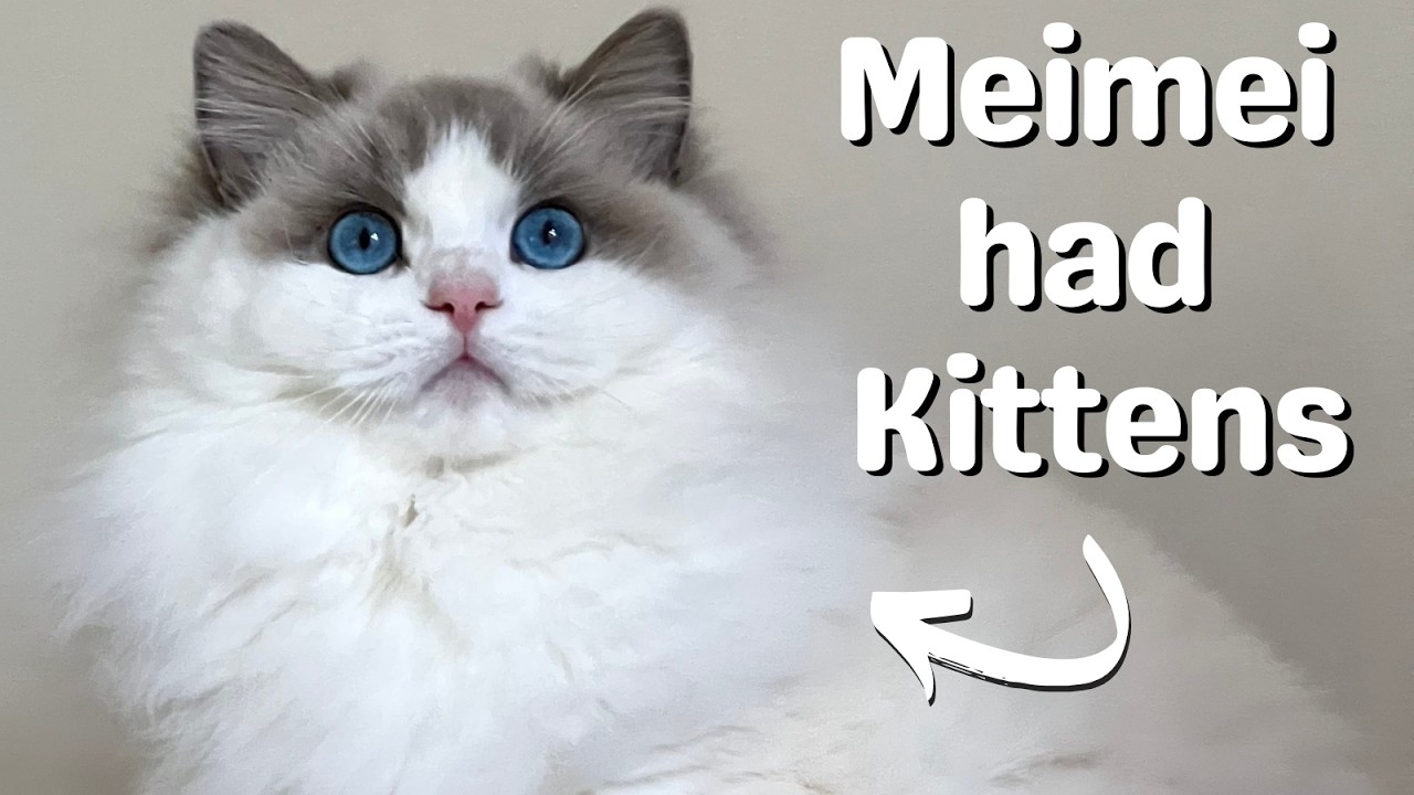 Кошка породы рэгдолл родила котят рэгдолл 🐱 Такие милые!