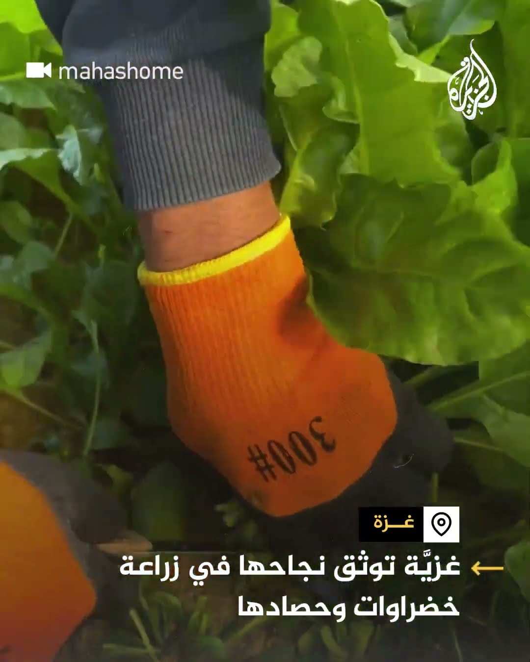 الزراعة في زمن الحرب.. غزية توثق نجاحها في زراعة الخضار وحصادها