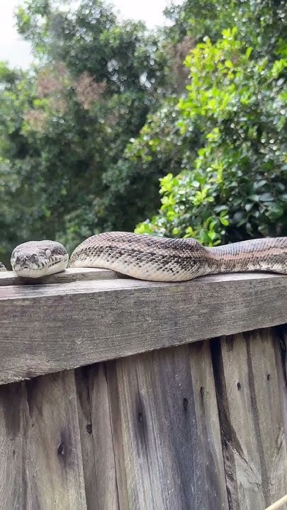A Stunning Python just relaxing on a fence. The snake will shed the ...