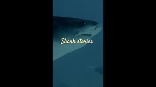 "Shark Stories" adelanto - Alexsharks & Oceanomartina