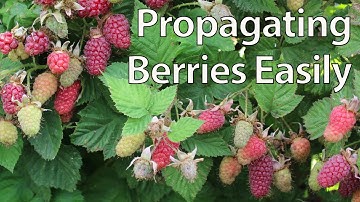 How To Propagate Blackberries Easily by Layering (and other berries)