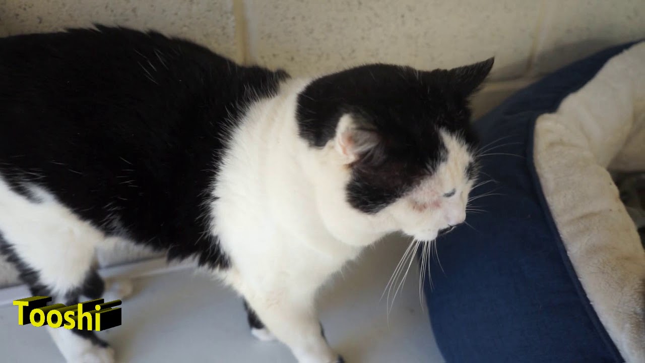 Tooshi - Swansea Cats Protection - YouTube