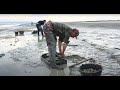 Pche  pied  rcolte des coques en baie de somme sud