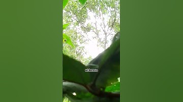 Tekukur Pikat Ranting, Mengunakan Lem tikus dan lidi rumput, simpel BL jatuh tanpa memanjat ke atas