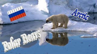 🐻❄️ Polar Bears in Russian Arctic 🧊 by tletter 657 views 4 months ago 16 minutes