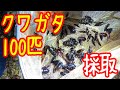 クワガタ100匹採れるまで帰れません！【クワガタ採りリベンジ 前編】