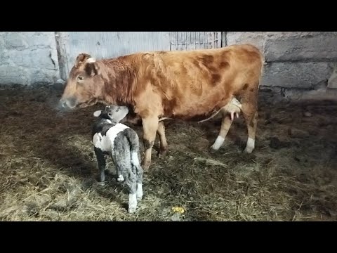 Жас анал порно