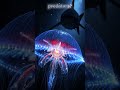 Atolla Jellyfish Alarm Trick Will Shock You #short #usa #trending