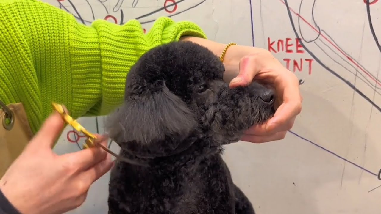 Poodle Puppy Grooming Puppy Grooming Dog Grooming YouTube
