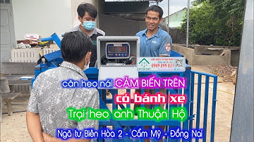 Cân điện tử cân heo nái JWI-520 500kg, trại heo anh Thuận Hộ ở Ngã tư Biên Hòa 2 - Cẩm Mỹ - Đồng Nai