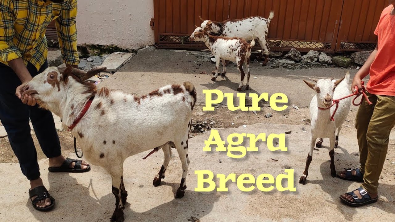 agrabreed k bakriya available in Hyderabad | barbari quality goats in Golconda qila | sirohi & sojat