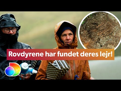 Ulve og bjørne