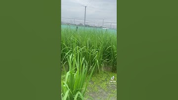 nuôi ếch ở cánh đồng lúa, mô hình hiện mới , thấy hay bam đăng ký #shorts