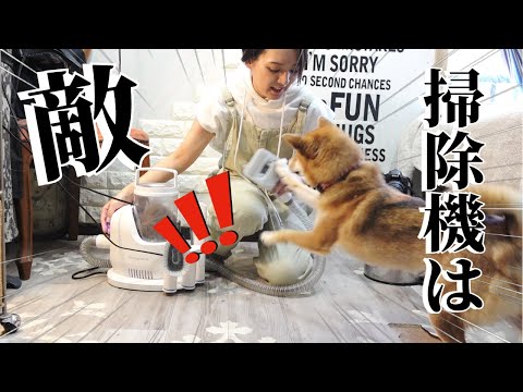 【換毛期】掃除機に喧嘩を売ってくるので全然抜け毛の処理が出来ない柴犬【柴犬・甲斐犬】