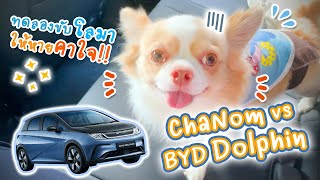 พาชานมไปทดลองขับน้องโลมา 🐬🐶 ให้หายคาใจ ❤️🚗 แต่ป่วนเละ !! 😰🐕 | ChaNom vs BYD Dolphin | doodeeDOGs