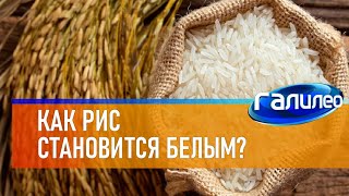 Галилео 🌾 Как рис становится белым?