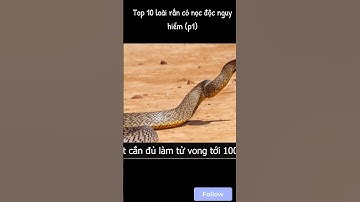 Top 10 loài rắn có nọc độc nguy hiểm trên thế giới p1 #animals #dongvat #bian #shorts #short #top