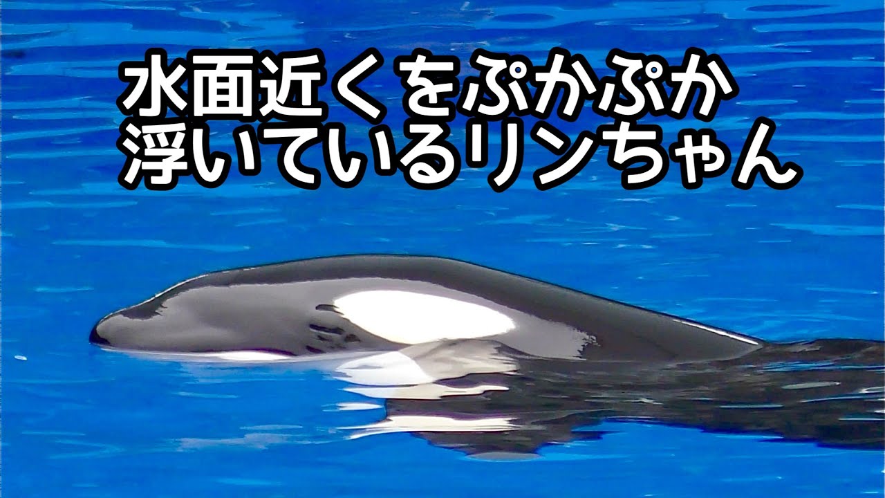 シャチのリンちゃん ぷかぷか浮いている様子です【名古屋港水族館