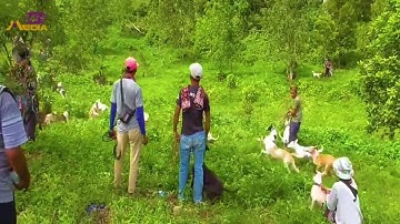 Cả Làng Thả Chó Săn Đi Bắt Lợn Rừng || Review Giải Trí