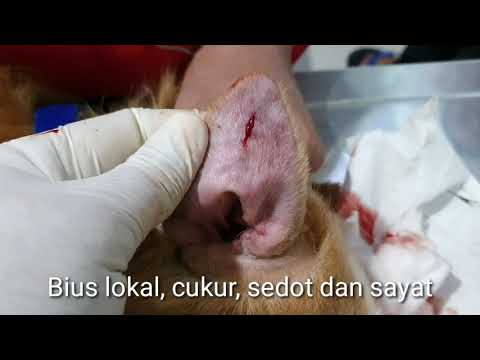 Video: Mengobati Hematoma Telinga Pada Anjing