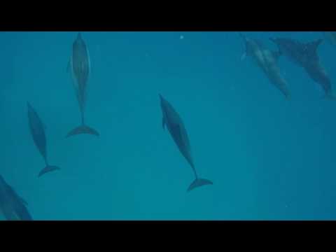 Dolswim in Mauritius (Cut 20Seconds Private - Unlisted)