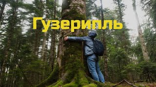 Гузерипль (Кавказский заповедник, Хаджокская теснина)