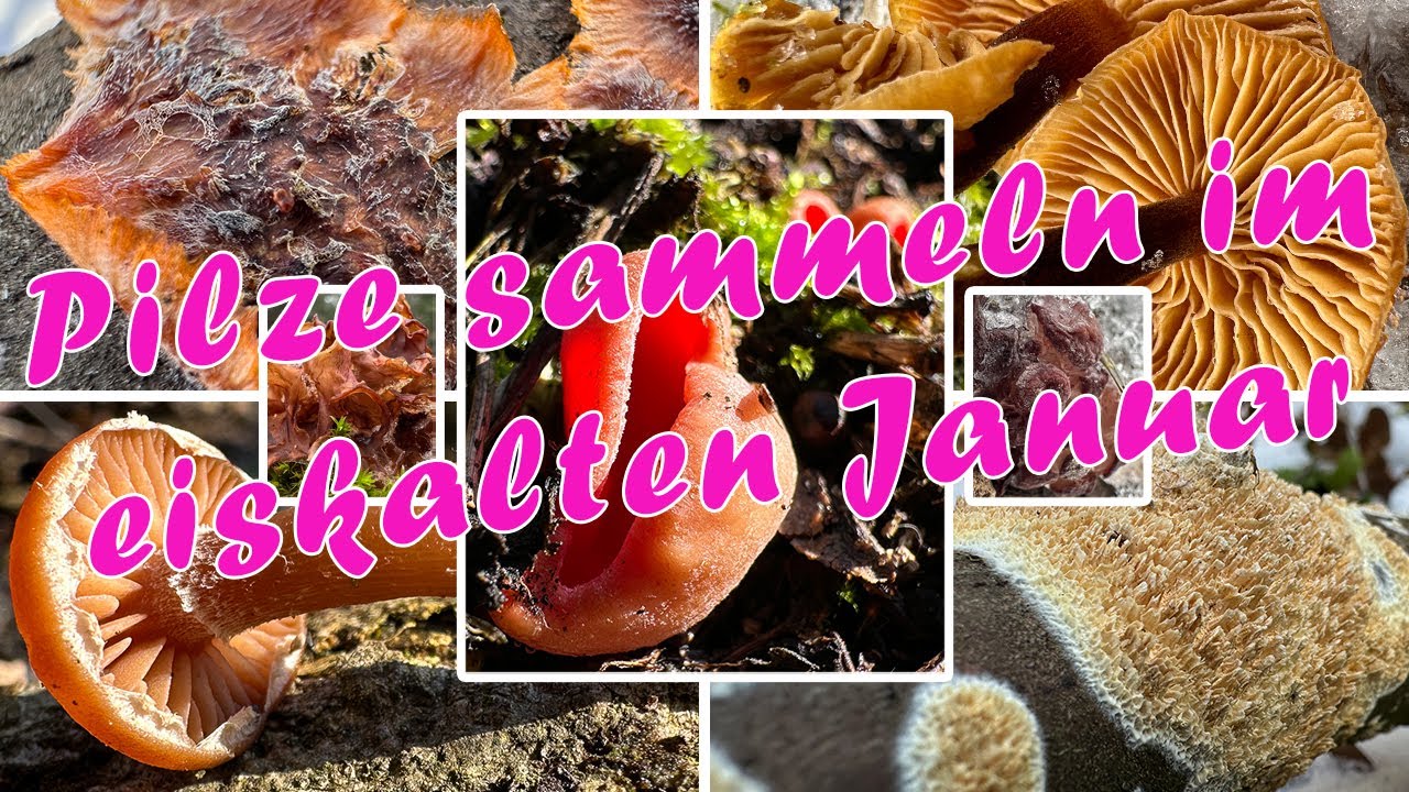 Pilzärmster Januar seit Jahren? Dauerfrost seit Weihnachten & trotzdem bunte Pilze | Alle Waldrunden