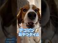 【㊗️100万再生】おやつにがっつくデコピン🐶 #大谷翔平 #ドジャース #大谷 #デコピン #真美子夫人 #佐々木朗希 #山本由伸 #MLB #ホームラン