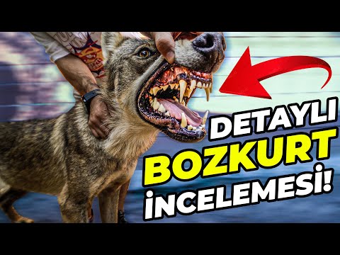 Kangalın En Büyük Düşmanı: BOZKURT! | Canlı, Detaylı Kurt İncelemesi!