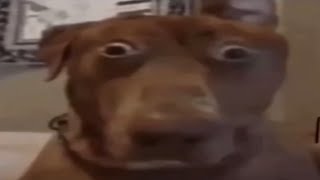 RANDOM MEMES COMPILATION V74