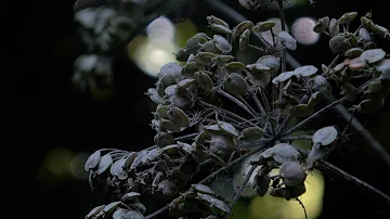 Amsterdamse Bos 260825