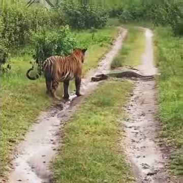 Kanha kisli National Park tiger and Ajgar